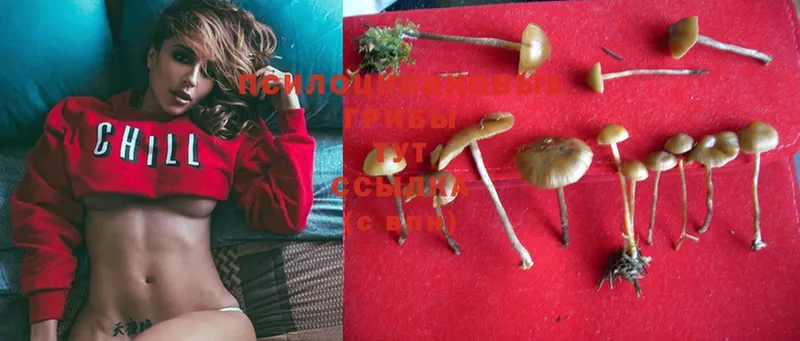 где можно купить наркотик  Анапа  Галлюциногенные грибы Psilocybine cubensis 